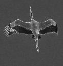 Flying SandCrane (700Wx740H) - Flying SandCrane - Amelia - 2008 