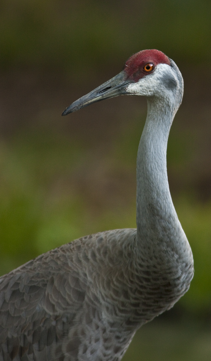 Download Sandhill Crane Mello (704Wx1200H)