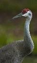 Sandhill Crane Mello (704Wx1200H) - Sandhill Crane - Mellow - 2010 