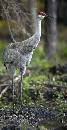 Sandhill Standing (668Wx1300H) - Sandhill Crane Standing - 2010 