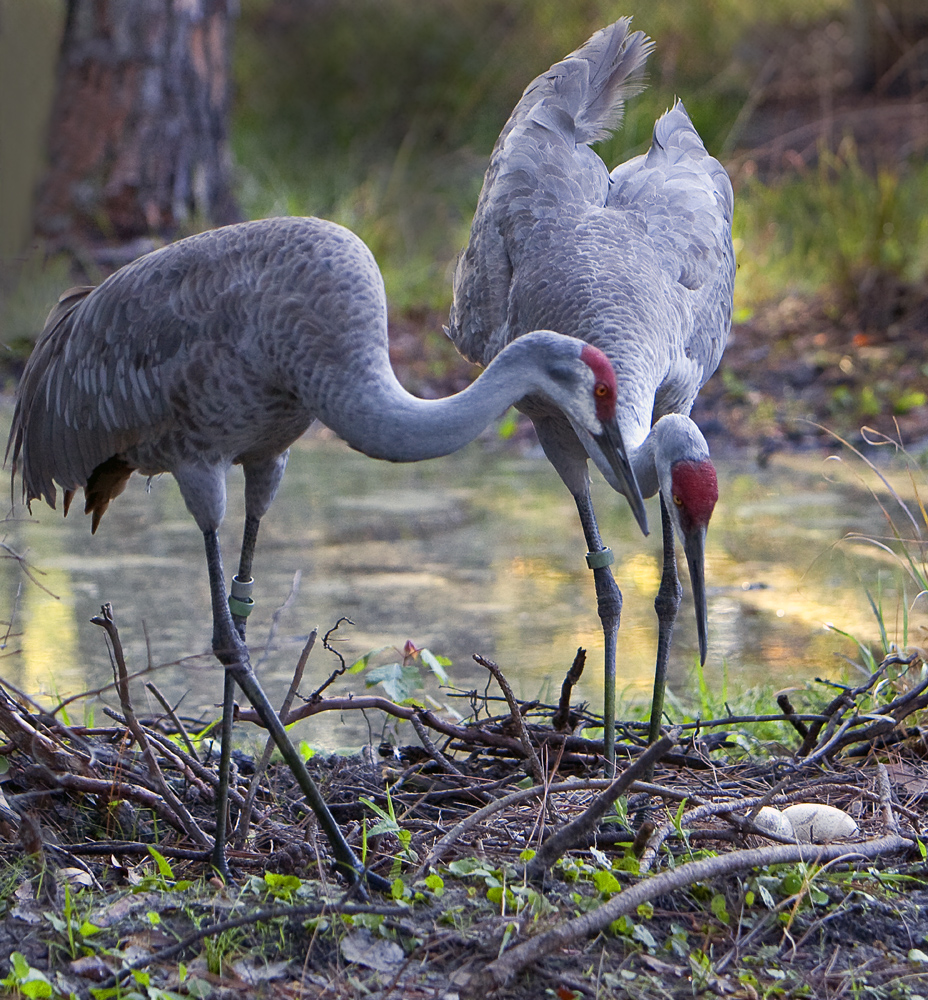 Download Sandhill Cranes Nest (928Wx1000H)