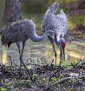 Sandhill Cranes Nest (928Wx1000H) - Sandhill Cranes at Nest - 2010 