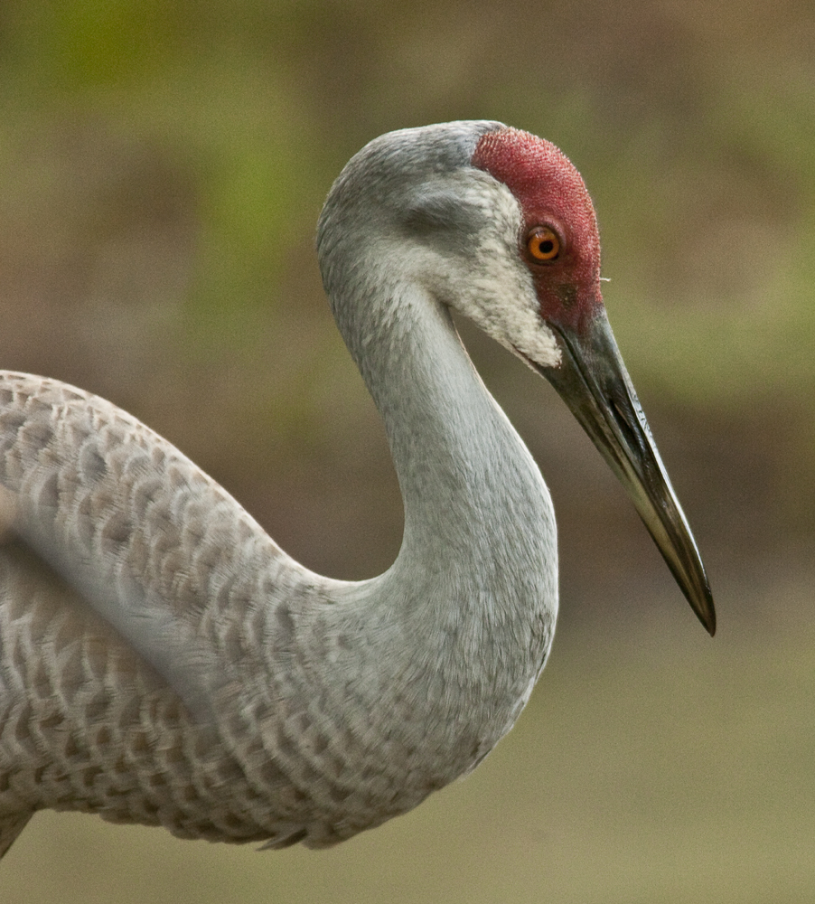 Download Sandhill Profile (902Wx1000H)