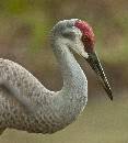 Sandhill Profile (902Wx1000H) - Sandhill Profile - 2010 