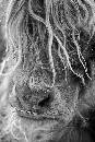 Scotland Cattle  (733Wx1100H) - Scotland Cattle 2 B&W - 2009 
