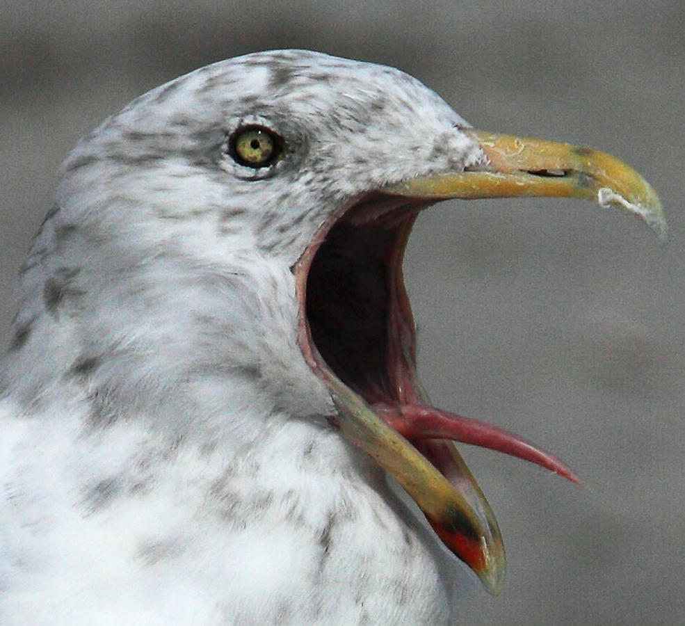 Download Gull Crying Out (985Wx900H)