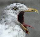 Gull Crying Out (985Wx900H) - Gull Crying Out - 2009 