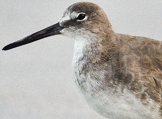 Download Tern (614Wx450H)