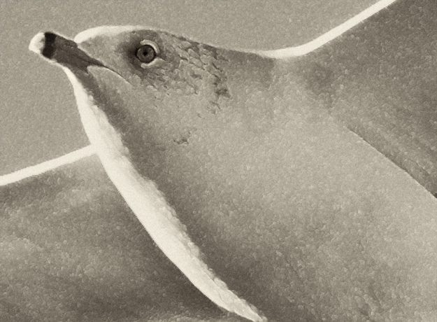 Download Detail of Sea Gull (625Wx460H)
