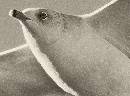 Detail of Sea Gull (625Wx460H) - Detail of Seagull - 2008 - Amelia Island 