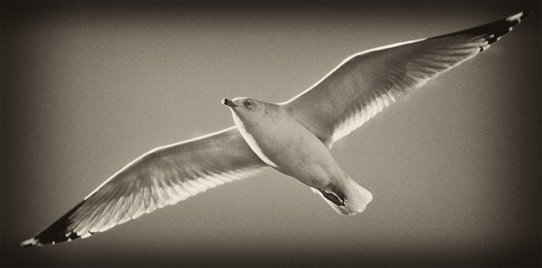 Download Sea Gull - B&W (787Wx390H)