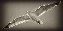 Sea Gull - B&W (787Wx390H) - Sea Gull in Flight B&W - Amelia - 2008 