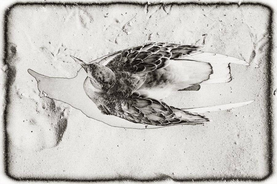 Download Seagull  (900Wx600H)