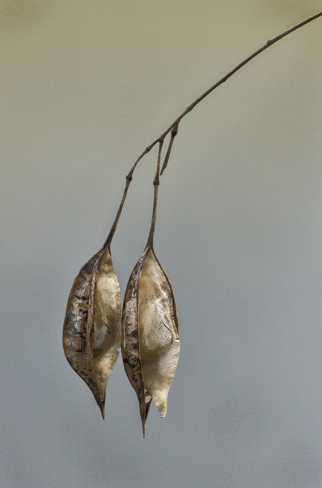 Download Seed Pods (630Wx955H)