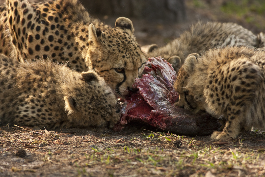 Download Sharing Diner (1050Wx700H)