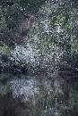 Silver Reflection (800Wx1200H) - Silver Reflection - on way to White Oak - 2010 