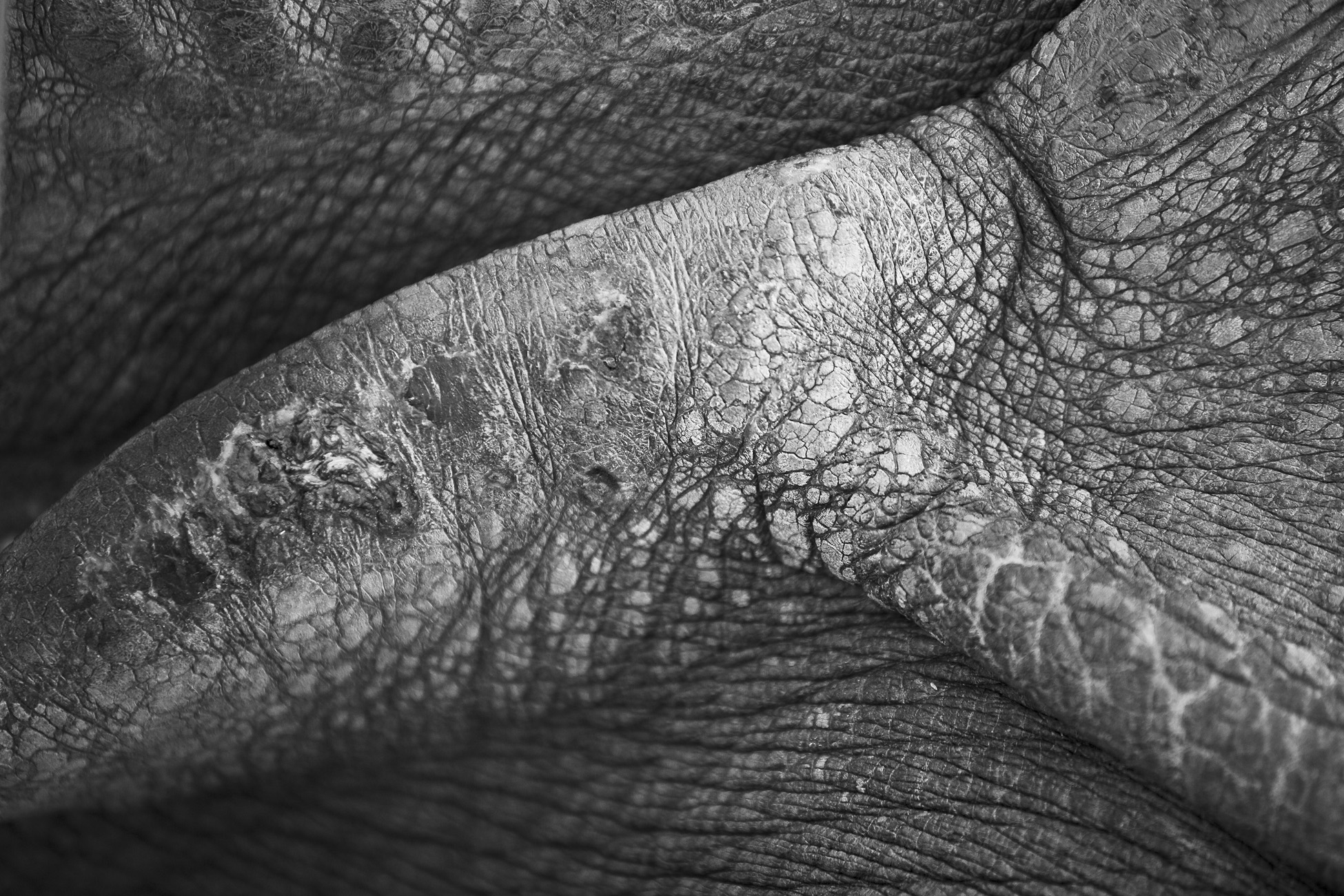 Download Skin Fold on Rhino (1950Wx1300H)