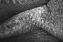 Skin Fold on Rhino (1950Wx1300H) - Skin Fold on Rhino - White Oak - 2010 