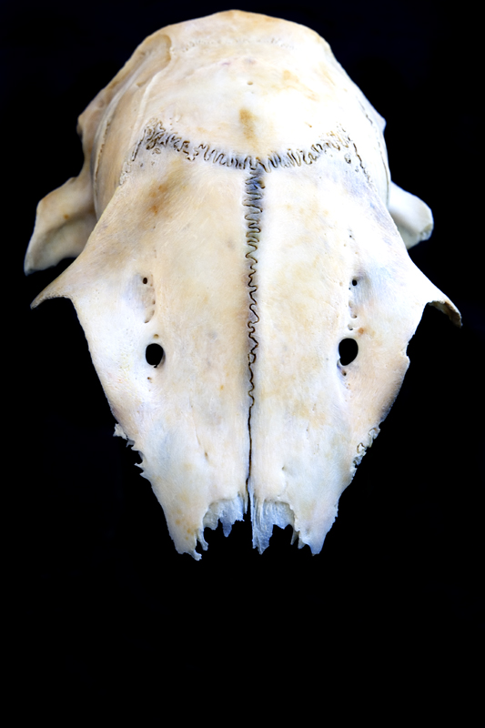 Download Animal Skull (533Wx800H)