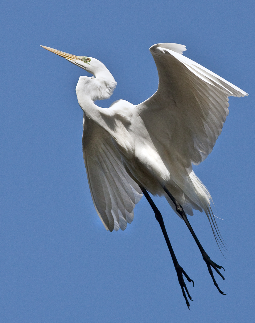 Download Sky Bound (869Wx1100H)