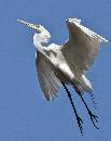 Sky Bound (869Wx1100H) - Sky Bound - Amelia Island - 2010 