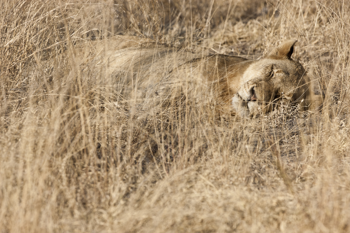 Download Sleeping Lion (1200Wx800H)