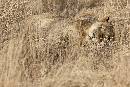 Sleeping Lion (1200Wx800H) - Sleeping Lion - Africa - 2010 