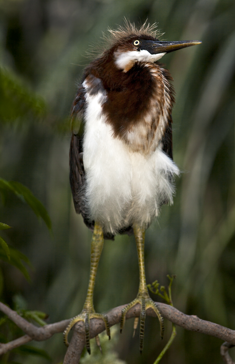 Download Slick Chick (774Wx1200H)