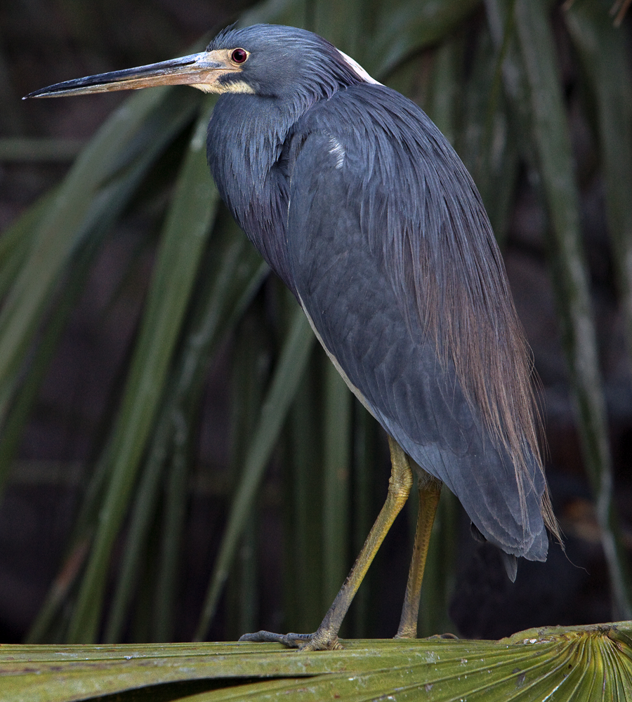 Download Small Blue Heron (900Wx1000H)