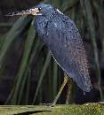 Small Blue Heron (900Wx1000H) - Small Blue Heron - Amelia Island - 2010 