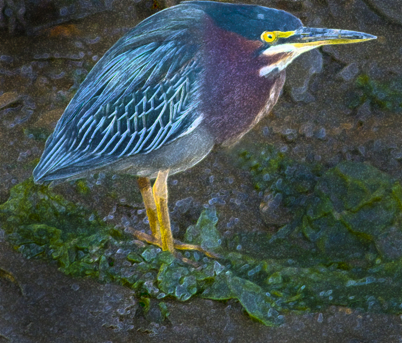 Download Painted Heron (800Wx683H)