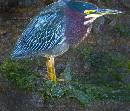 Painted Heron (800Wx683H) - Painted Heron - Amelia - 2008 