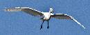 Smooth Landing (1539Wx600H) - Smooth Landing - Amelia Island - 2010 