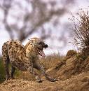 Snarling Hyena (980Wx1000H) - Snarling Hyena - Africa - 2010 