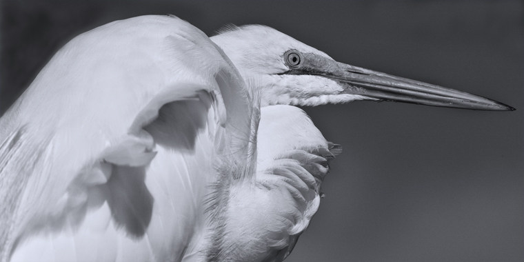 Download Snowy Egret - Side (760Wx380H)
