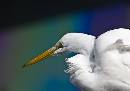 Snowy Egret Side (658Wx460H) - Snowy Egret Side View - Color - Amelia Island - 2009 