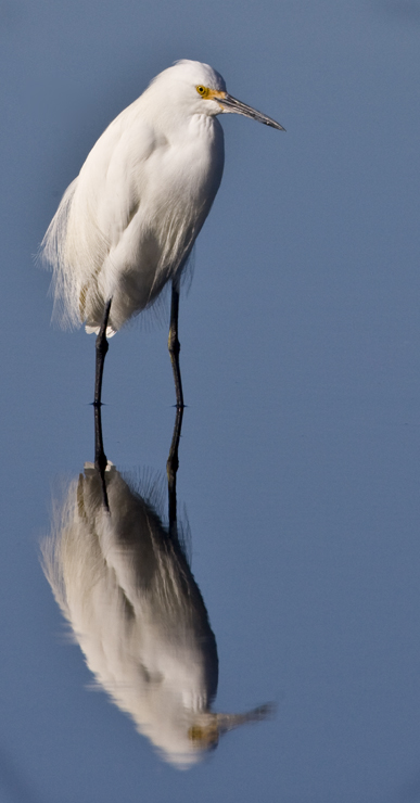 Download Snowy Egret Reflect (387Wx740H)