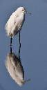Snowy Egret Reflect (387Wx740H) - Snowy Egret Reflection - 2009 