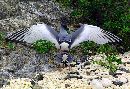  (672Wx461H) - SoftLanding - Galapagos - 2002 