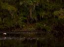 Roseate Spoonbill (1078Wx800H) - Special Place with Roseate Spoonbill 