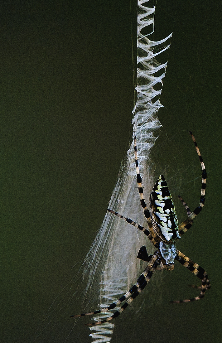Download Spider 1 - CloseUp (712Wx1100H)