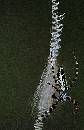 Spider 1 - CloseUp (712Wx1100H) - Spider 1 - Close-Up - Amelia Island - 2010 