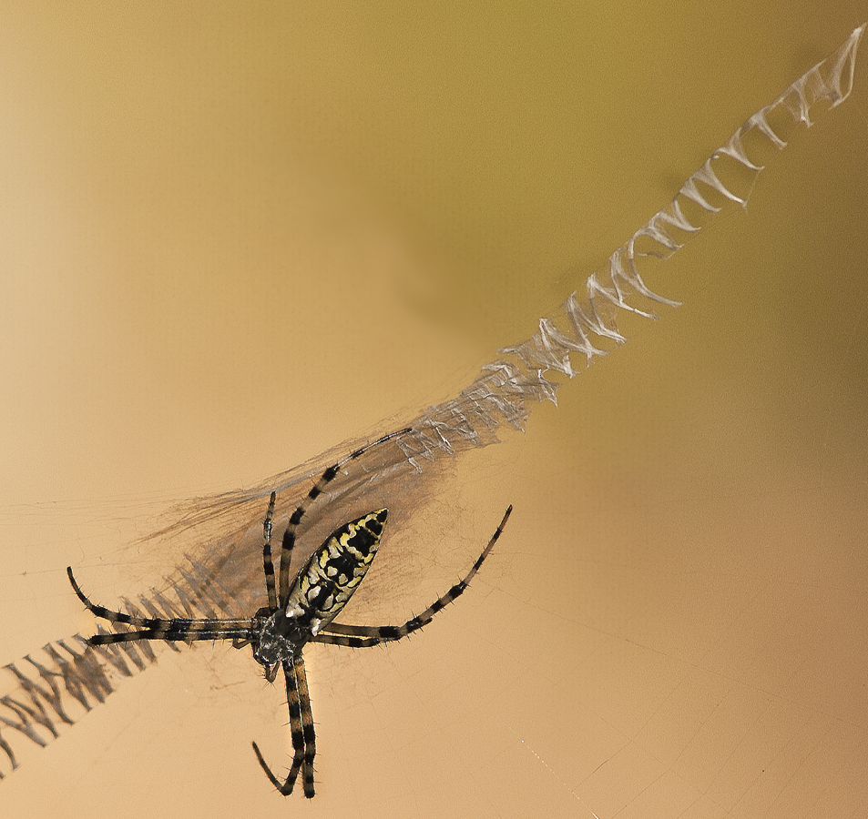 Download Spider 2 (953Wx900H)