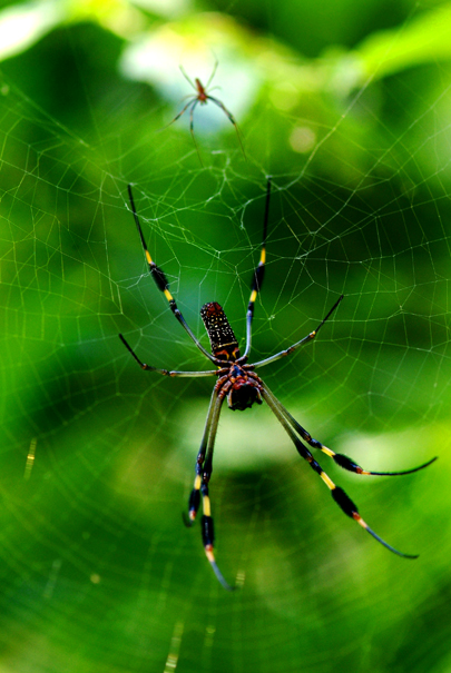 Download Spider1 (405Wx605H)