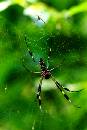 Spider1 (405Wx605H) - Momma and Baby Spider - Costa Rica 2005 