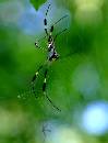 Spider2 (432Wx565H) - Spider - Costa Rica - 2005 