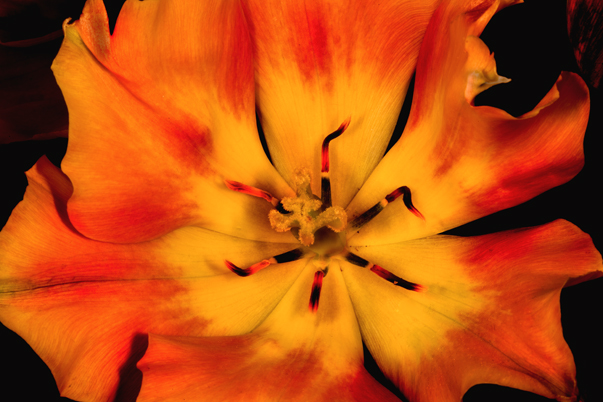 Download SpiderFlower (603Wx402H)