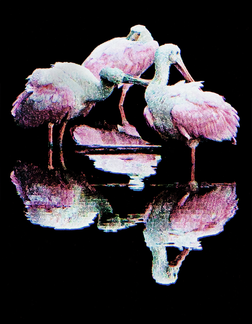 Download Spoonbill (857Wx1100H)
