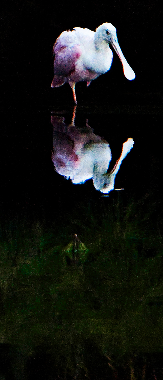 Download Spoonbill 1 (559Wx1300H)
