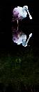 Spoonbill 1 (559Wx1300H) - Spoonbill - Amelia Island - 2009 